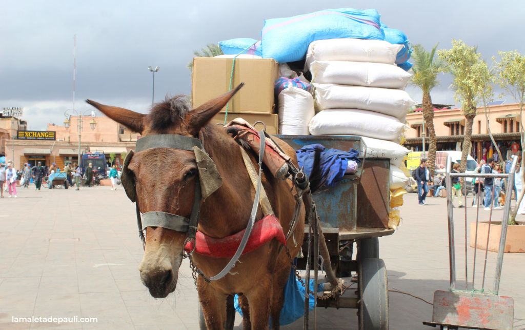 que ver en marrakech
